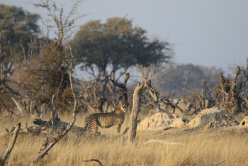 Imvelo Safaris Imvelo Safaris: Gepard zwischen Totholz