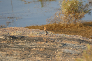 Jawai Jawai: Wiedehopf