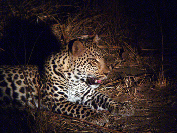 Kafunta River Lodge: Leopard bei Nacht
