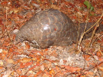 KaingU Safari Lodge: Steppenschuppentier