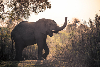 KaingU Safari Lodge: Witternder Elefant