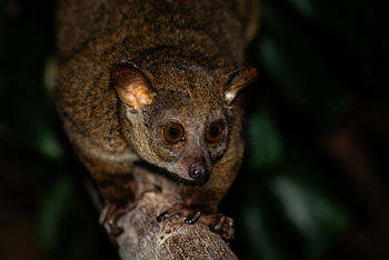 Koroi Forest Camp: Buschbaby