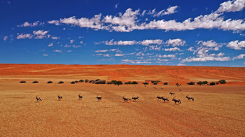 Kwessi Dunes: Gemsböcke nahe des Camps