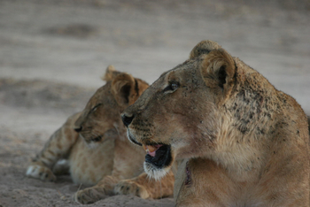 Little Vundu Camp Little Vundu Camp: Löwinnen