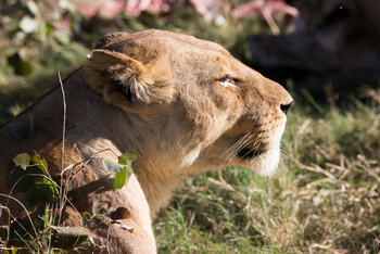 Mapula Lodge: Löwin
