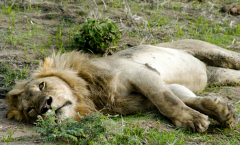 Mbali Mbali Katavi Camp: Fauler Löwe