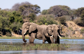 Meno A Kwena Camp Meno A Kwena Camp: Zwei Elefanten