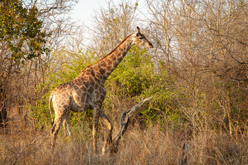 Mkulumadzi Lodge: Giraffe