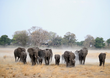 Nambwa Tented Lodge: Elefantenherde mit Lodge im Hintergrund