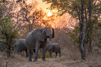 Nanzhila Lake Camp Nanzhila Lake Camp: Elefant in der goldenen Stunde