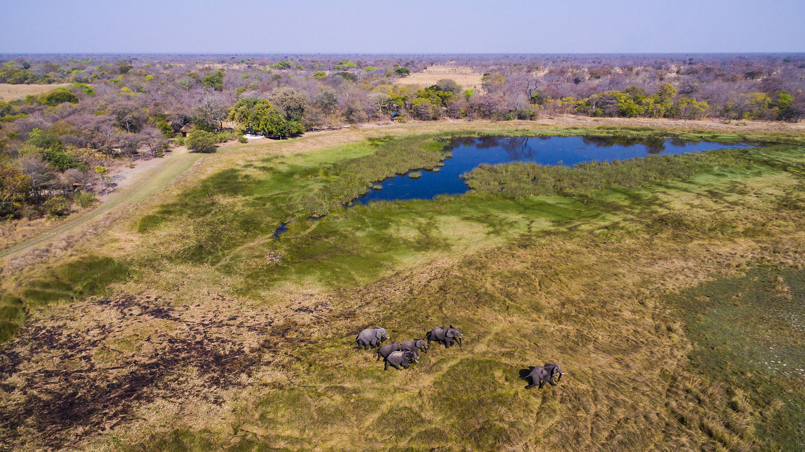 Nanzhila Plains Camp Nanzhila Plains Camp: Elefanten in der Lagune