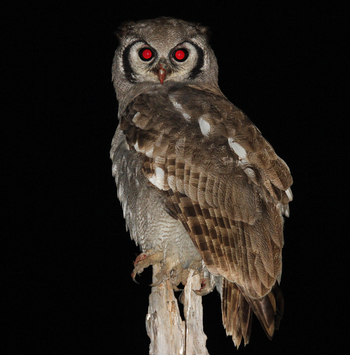 Nehimba Lodge: Verreaux's Eagle Owl