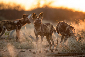 Old Traders Lodge: Wildhunde