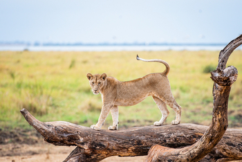 Olkeri Camp: Gestreckter Rücken
