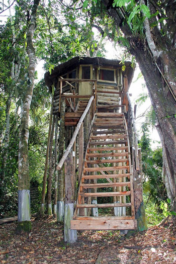 Primate Lodge: Baumhaus