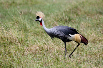Richard's River Camp: Kronenkranich