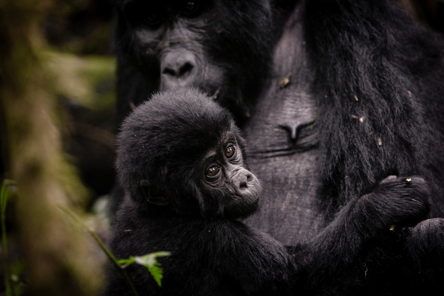 Sanctuary Gorilla Forest Camp