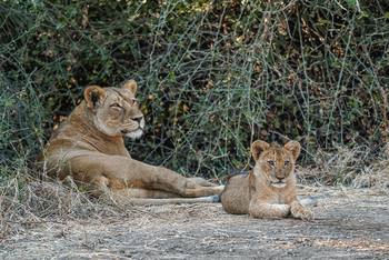 Sausage Tree Camp: Löwin mit Jungem
