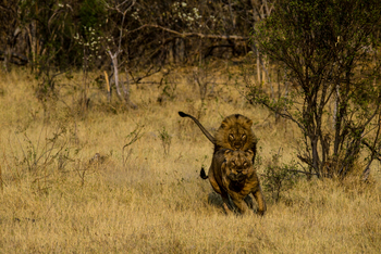 Selinda Explorers Camp Selinda Explorers Camp: Löwenkampf