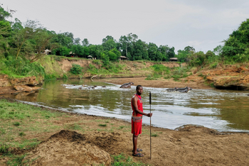Sentinel Mara Camp: Nilpferde vor Camp