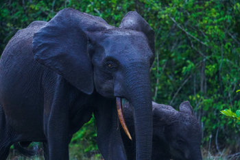 Sette Cama Eco Camp: Waldelefant