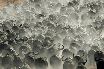 Shumba Camp Shumba Camp: Büffelhörner