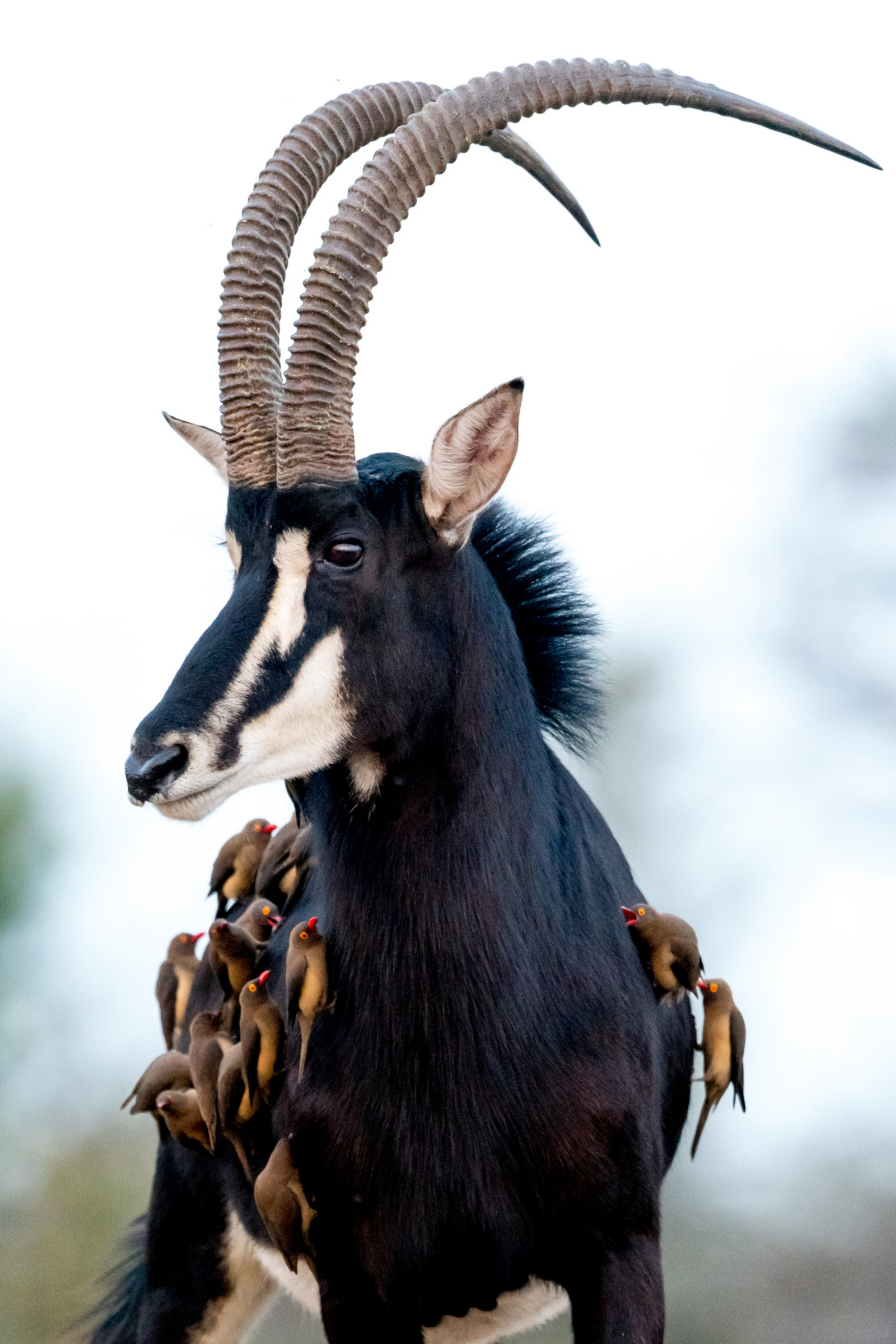 Singita Pamushana Lodge Singita Pamushana Lodge: Rappenantilope mit Oxpeckern