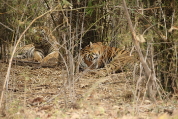 Svasara Jungle Lodge: Katezari Male (T43) with Maya Tigress (T12)