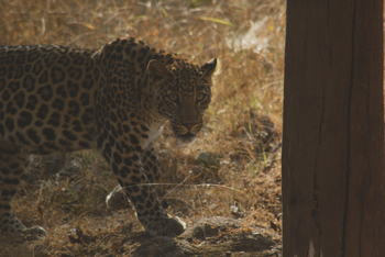 Tathastu Resort Pench: Leopard