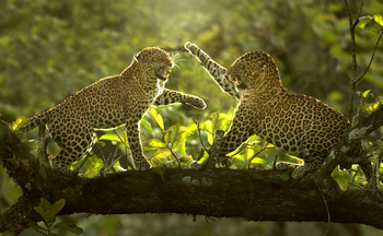 The Bison Resort: Leoparden