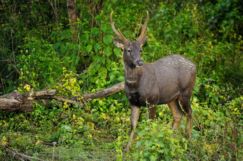 Vanghat: Sambar-Hirsch