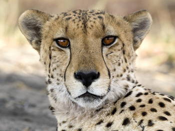 Vumbura Plains Camp: Gepard