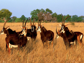 Vumbura Plains Camp: Säbelantilopen