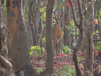 Wasa Lodge: Southern Reedbuck