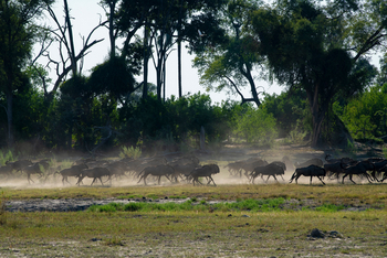 Atzaro Okavango Camp: Gnuherde