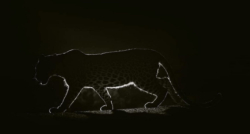 Bera Safari Lodge