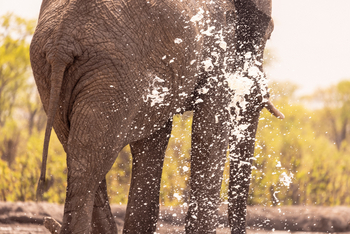 Camp Kuzuma: Elefant beim Bad
