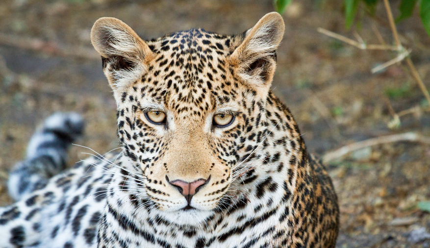 Chobe Game Lodge