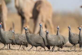 Dinaka Lodge: Helmperlhühner
