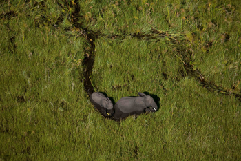 Duba Plains Camp: Elefanten im Papyrussumpf