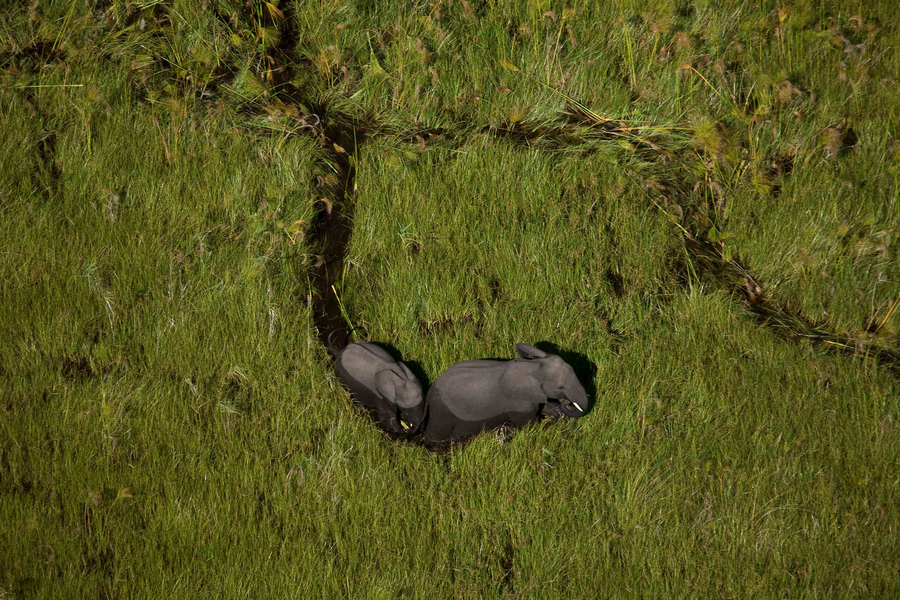 Duba Plains Camp: Elefanten im Papyrussumpf