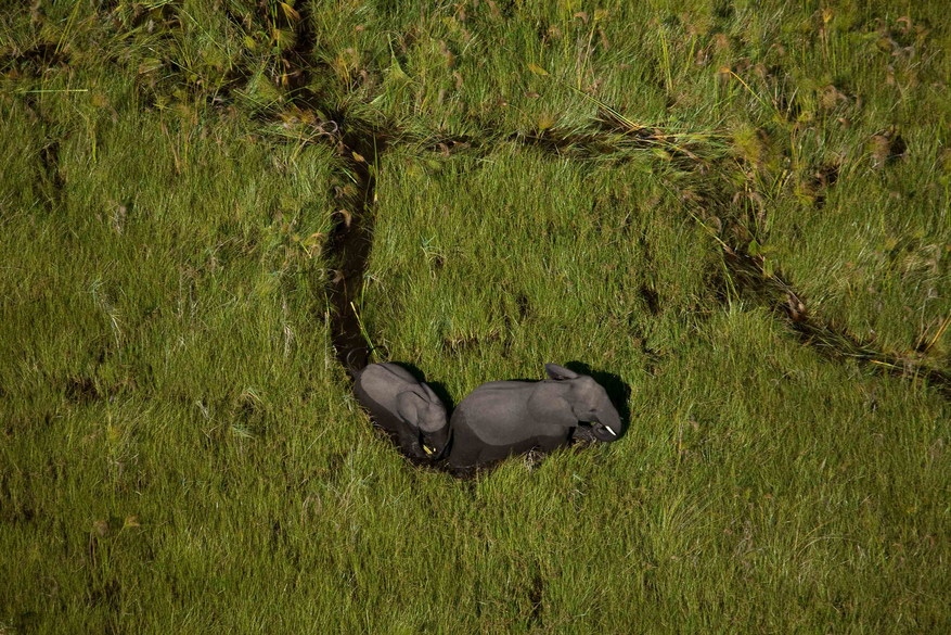 Duba Plains Camp