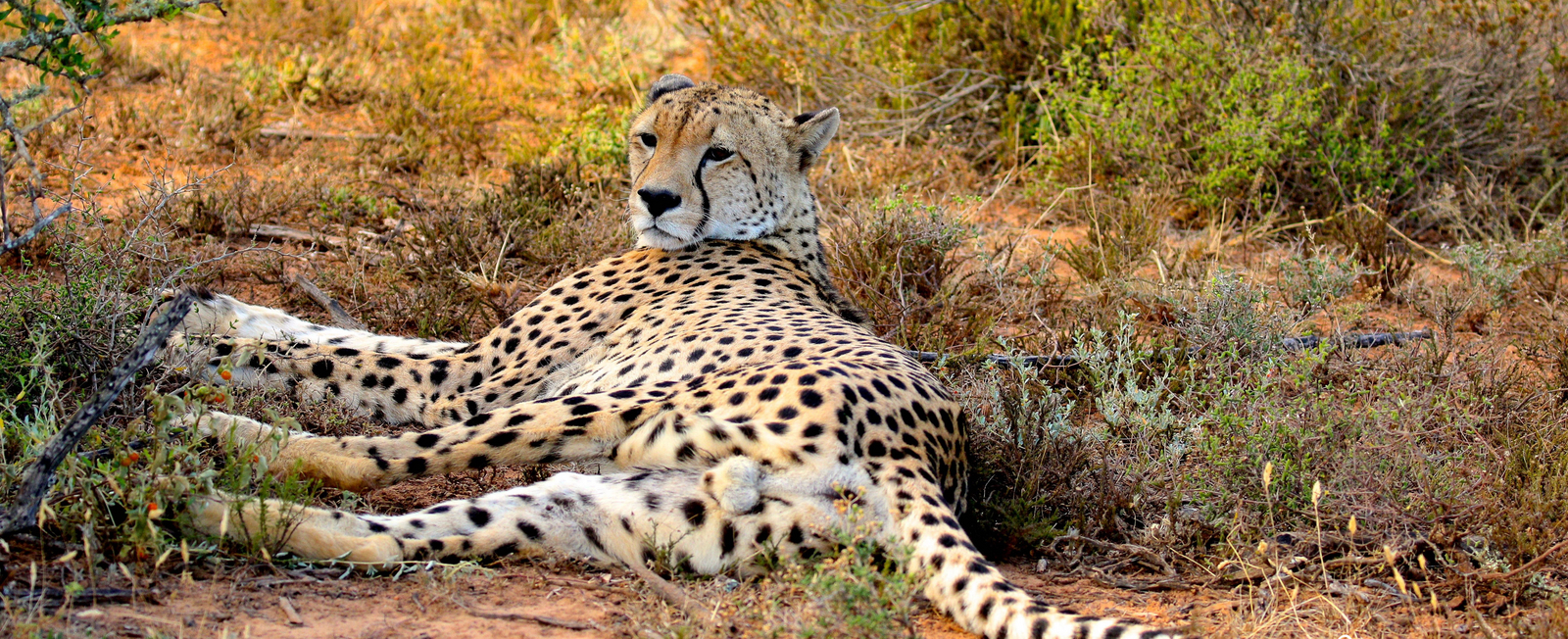 Founders Lodge by Mantis Founders Lodge by Mantis