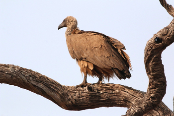 Ghoha Hills Savuti Lodge Ghoha Hills Savuti Lodge: Geier