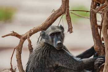 Hoanib Elephant Camp: Pavian
