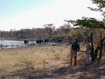 Hwange Bush Camp: Guide mit Gästen