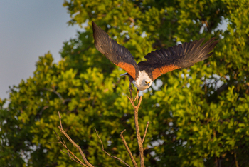 Ila Safari Lodge Ila Safari Lodge: Fischadler