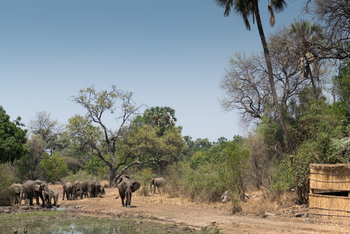 Island Bush Camp: Elefanten am Wasser