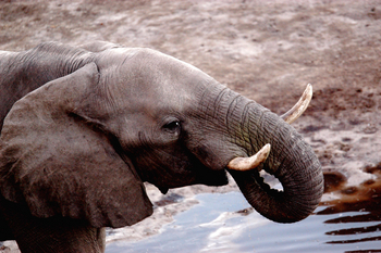 Island Safari Lodge: Elefant