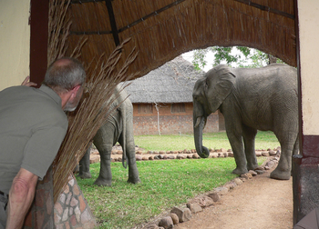 Kafunta River Lodge: Elefant im Camp
